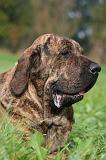 FILA BRASILEIRO 220